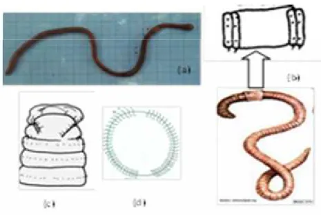 Gambar 3. Ponthoscolex  corethrurus:  a)  morfo- morfo-logi tubuh, b) klitelum berbentuk sadel, c)  seta  tipe  lumbrisine,  dan  d) prostomium prolobus