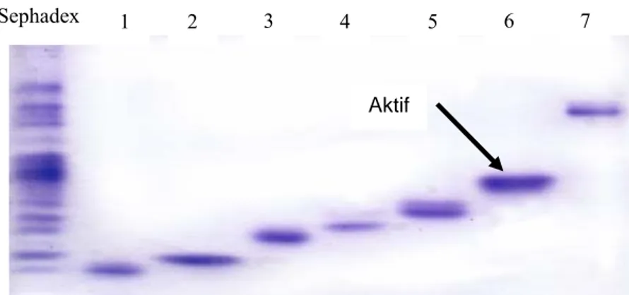 Gambar 3. Visualisasi protein hasil pemisahan dengan Native-PAGE.  Total protein hasil fraksinasi dengan sephadex G-100 (kiri) dan  protein hasil pemotongan dari gel (1 s/d 7) dielektroforesis dan di  cat dengan CBB 