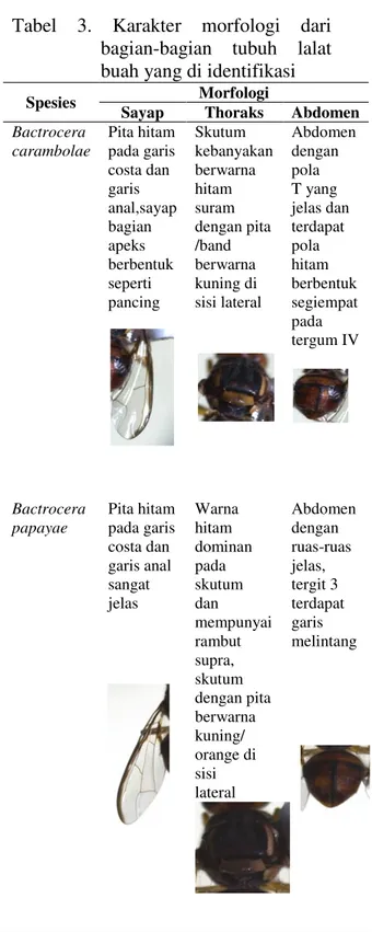 Tabel  3.  Karakter  morfologi  dari  bagian-bagian  tubuh  lalat  buah yang di identifikasi  