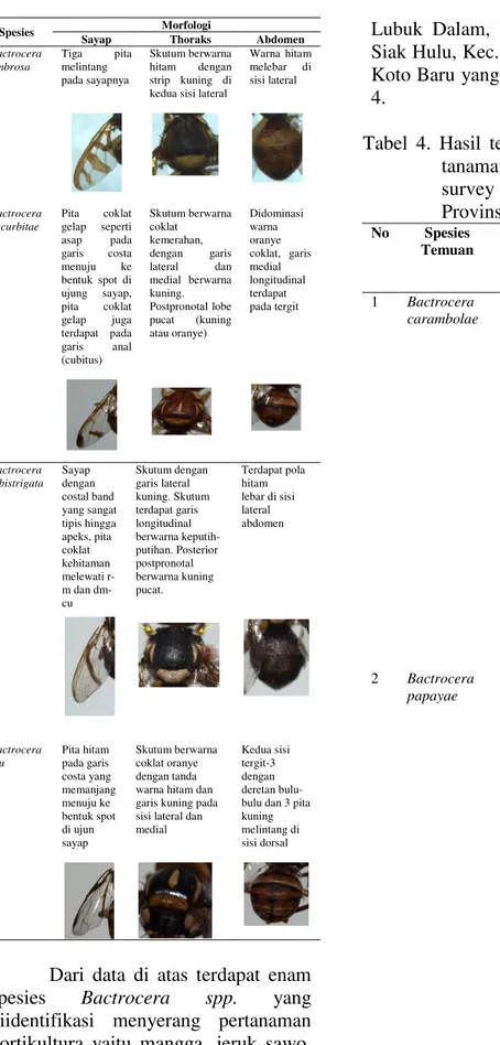 Tabel  4.  Hasil  temuan  Lalat  Buah  pada  tanaman  Hortikultura  pada  survey  daerah  temuan  di   Provinsi Riau