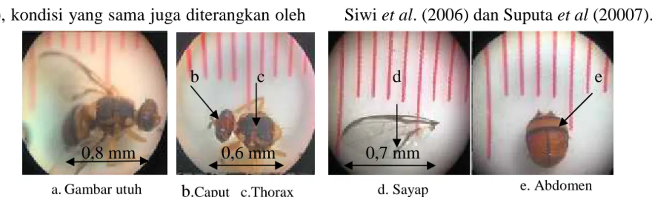 Gambar 1 Bactrocera papayae (dok.pribadi, perbesaran 10x) 2. Bactrocera umbrosa Fabricius.