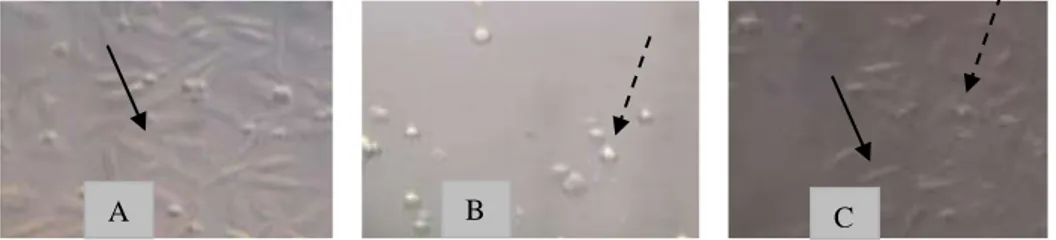 Gambar 1. Efek Fraksi Etil Asetat Ekstrak Etanol Herba Alfalfa terhadap Sel  T47D. 