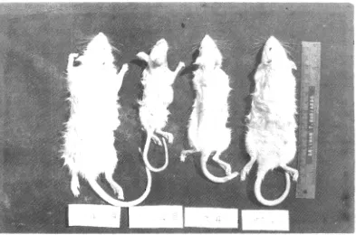 Figure 1. Control rat (A) and treated Gnetum gnemon rats (A, B,C). Note the marked differences of their body size by the end of the first month feeding period