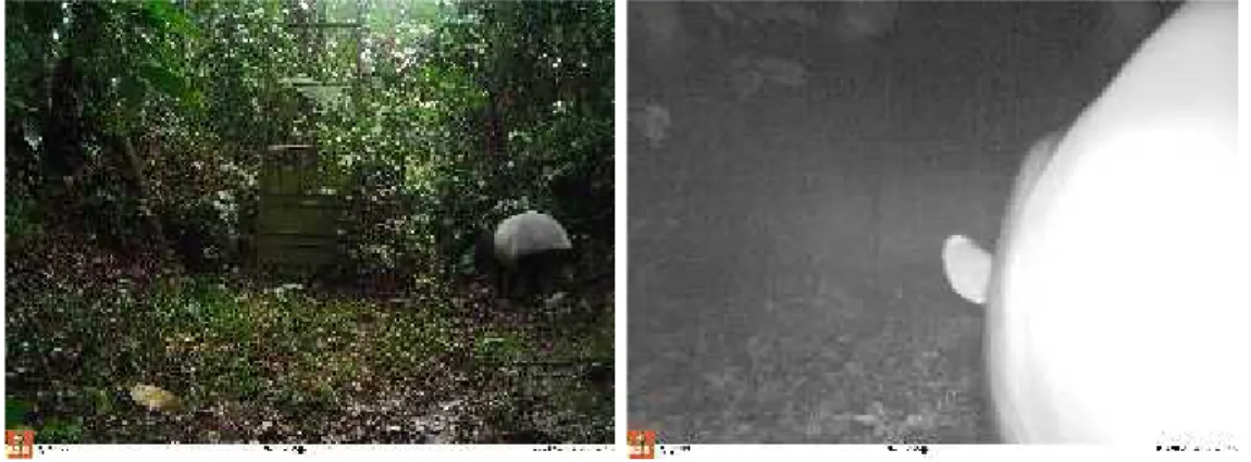 Gambar 8. Tapir Melintas di depan kamera jebakan