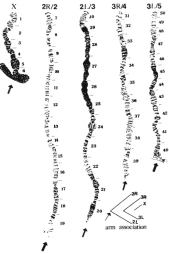Figure 1. Photo map of the ovarian polytene chromosome arrangement designated as "standard" for the taxon Anopheles sundaicus (Rodenwald), 1925