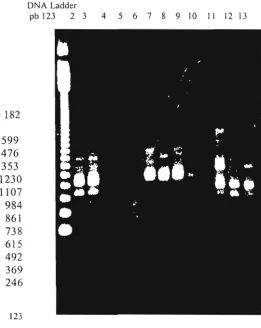 Gambar 2. Elektroferogram Hasil PCR dengan Primer OPE 17 pada An. barbirostris Berasal dari Lima Desa