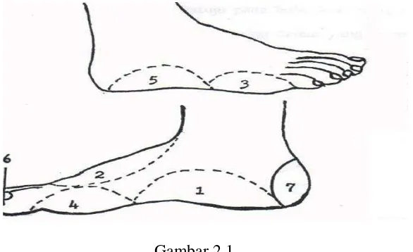 Gambar 2.1 Bagian kaki yang digunakan untuk menendang (Sukatamsi,1984 : 47). 