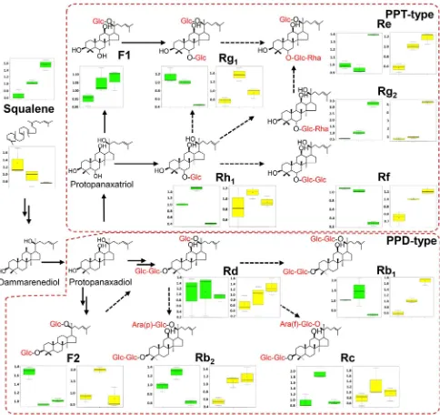 Fig. 7  Ginsenoside metabolic pathways and the changes of ginseno-side metabolites in diferent years