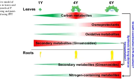 Fig. 8  A speculative model of metabolic changes in leaves and roots during the growth of P