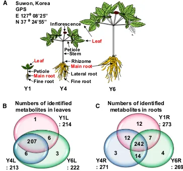 Fig. 1  Geographic location, morphology, and detection of metabolites in diferent ages and tissues of Panax ginseng