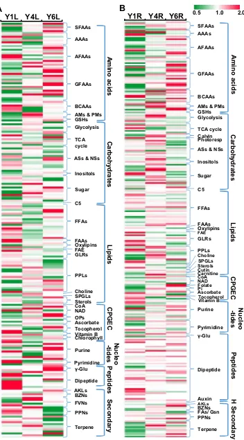 Fig. 3  Cluster analysis of the map representation of 293 metabolites across leaves from Y1R, Y4R, and Y6R ginseng