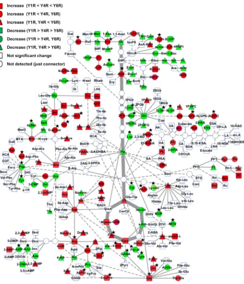 Fig. 5  Ginseng root metabolome. The identiied 293 metabolites are mapped onto a simpliied metabolic network