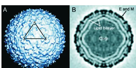 Gambar 1. Struktur Virus West Nile yang Diamati di Bawah Cryo-Electron Microskop.  Permukaan virion dengan salah satu unit icosahedron asimetris yang ditandai dengan gambar segitiga