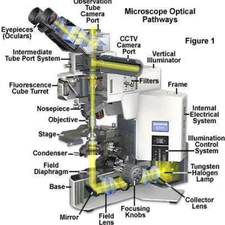 Gambar 4. Bagian-bagian Optical Microscope (Davidson dan Abramowitz) 