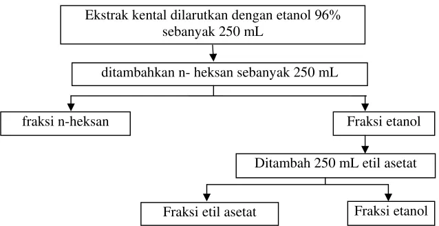 Gambar 2.  Skema pembuatan fraksi etanol kulit batang Ficus elastica Nois ex Blume 