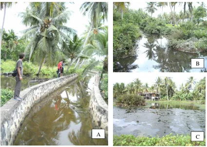 Gambar 1.  Habitat Perkembangbiakan Potensial Larva Anopheles spp. berupa (A) Parit, (B) Rawa-rawa, (C) Tambak, di Desa Sungai Nyamuk, Kecamatan Sebatik, Kabupaten Nunukan, Kalimantan Utara