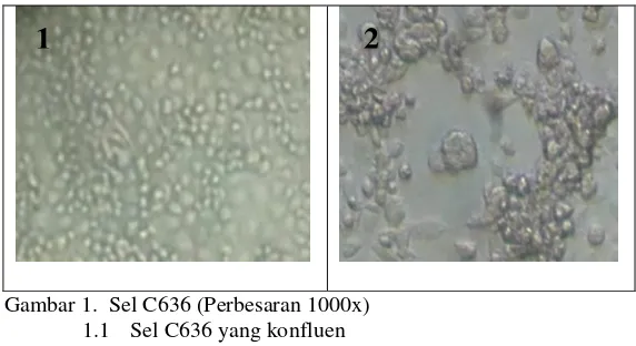 Gambar 1.  Sel C636 (Perbesaran 1000x) 