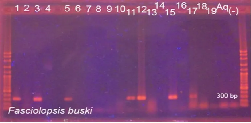 Gambar 1. Visualisasi Gel Elektroforesis Hasil PCR Sampel Serkaria dengan Primer 3S-FbMR1 (F