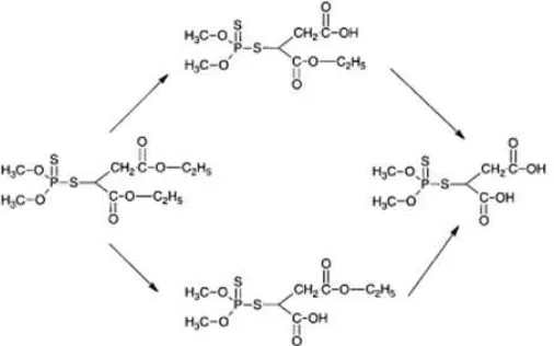 Gambar 2. Reaksi hidrolisis malathion16