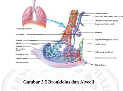 Gambar 2.2 Bronkiolus dan Alveoli  
