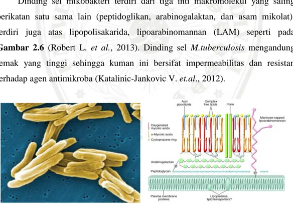 Gambar 2.6. Kuman dan Struktur Dinding Sel Mycobacterium tuberculosis 
