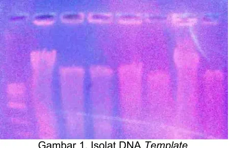 Gambar 1. Isolat DNA Template