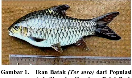 Gambar 1. Ikan Batak (Tor soro) dari Populasi Aek Sirambe (Sumber: Balai Peri-kanan dan Budidaya Air Tawar, Bogor) 
