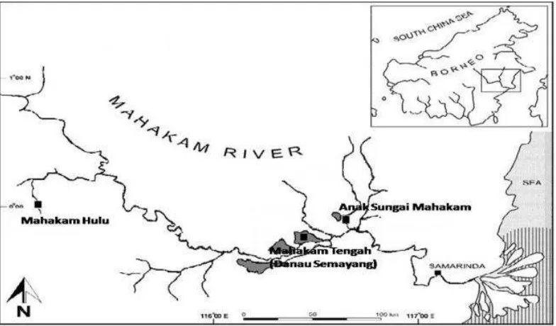 Gambar 1. Lokasi pengambilan ikan contoh di Sungai Mahakam 