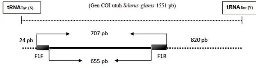 Gambar 2. Posisi penempelan primer COI Fish F1 dan COI Fish R1 pada gen COI utuh dari  Silurus glanis (famili Siluridae) 