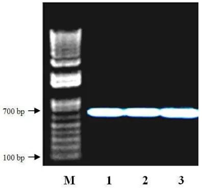 Gambar 3. Profil pita elektroforesis hasil ampli-fikasi gen COI spesies ikan lais genus  Kryptopterus meng-gunakn primer COI Fish F1dan primer COI Fish R1