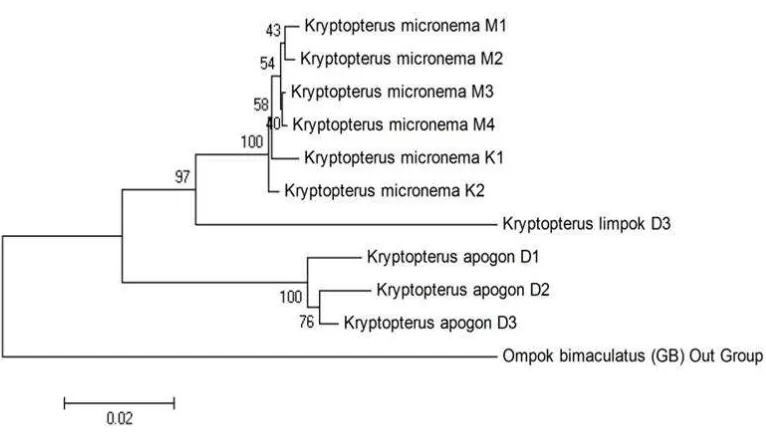 Gambar 4. Konstruksi ulang pohon genetik tiga spesies ikan lais genus Kryptopterus yang dianalisis berda-sarkan nilai p-distance dengan metoda neighbour joining, bootstrap 1000x 