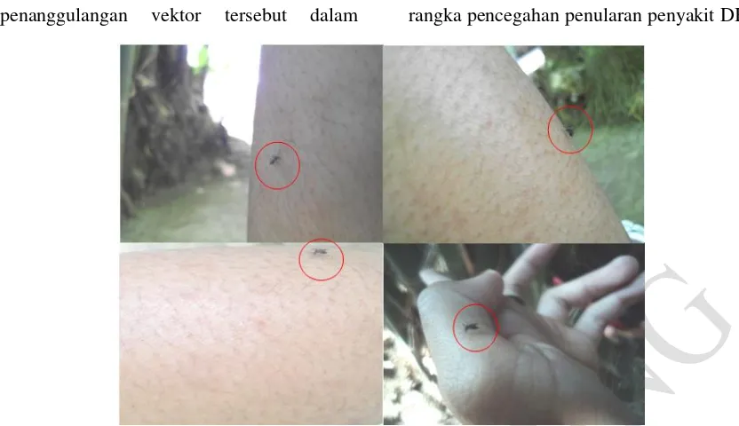 Gambar 4. Nyamuk Aedes aegypti dan Aedes albopictus yang sedang menghisap darah di daerah penelitian tahun 2012 
