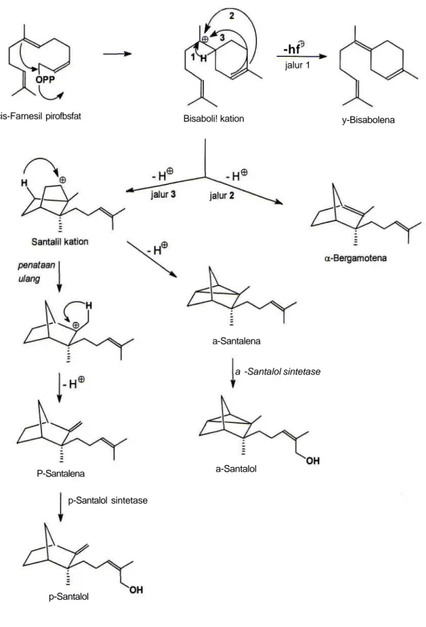 Gambar 2. Jalur biosintesis a- dan P-santalol.
