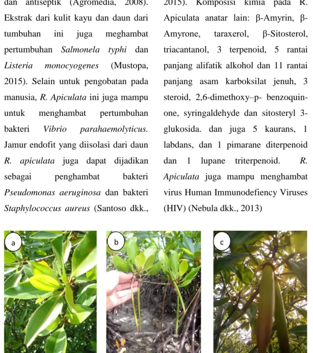 Gambar  1.  Species  pada  familia  rhizophoraceae  yang  dimanfaatkan  oleh  masyarakat  di  kawasan  hutan  mangrove  Teluk  Buo,  Bungus  Kota  Padang