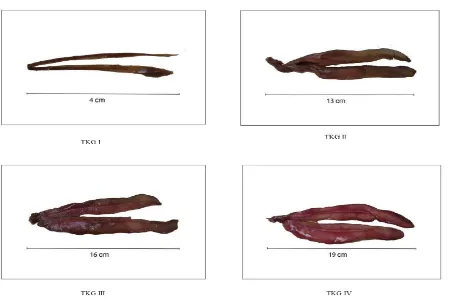 Gambar 5. Struktur morfologis gonad ikan tongkol Euthynnus affinis betina. 