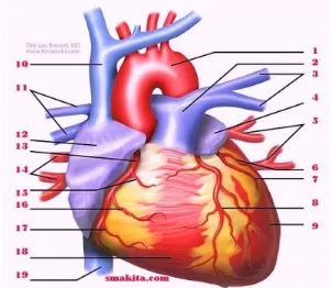 Gambar jantung manusia. Jantung manusia adalah organ kecil, berbentuk agak seperti buah pir terbalik