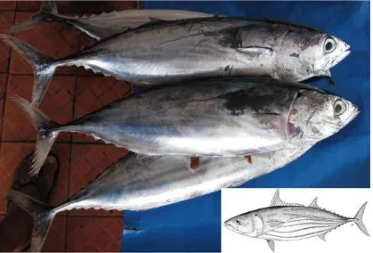 Gambar 4.56  Morfologi umum ikan Cakalang (Scombridae). Karakteristik utama: hanya 