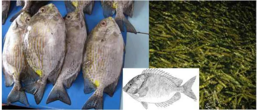 Gambar 4.58  Morfologi umum ikan Beronang (Siganidae). Karakteristik utama: bentuk badan oval dan kompres (tipis secara vertikal), mulut sangat kecil dan posisi terminal, sirip keras 