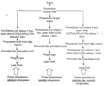 Gambar 1. Diagram percobaan pengolahan lada putih dengan perlakuan perendaman sebelum dan sesudah pengupasan 