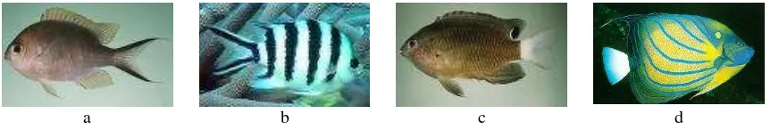 Gambar 2.  Contoh beberapa jenis ikan target : (a) Cepaholopholis argus; (b) Lutjanus fulvus; (c) Caesio cunning; dan (d) Leiognathus splendens 
