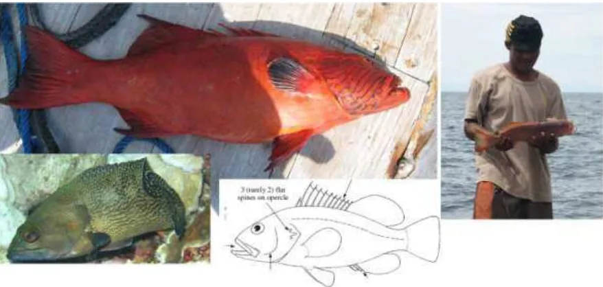 Gambar 4.23  Morfologi umum ikan Kerapu (Serranidae) – ciri khas ikan Karang ekonomis penting (live reef fish trade) (Foto: SPAG Training di Der Raja Ampat, oleh Andreas Muljadi)