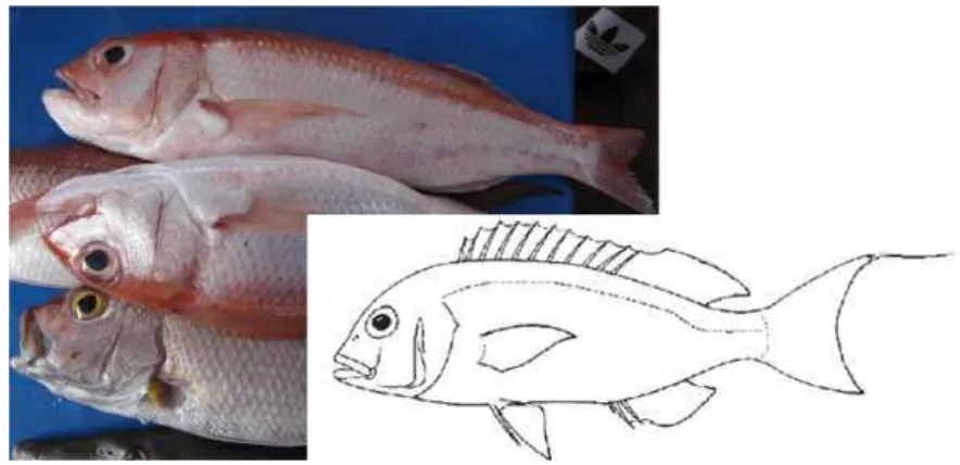 Gambar 4.26  Morfologi umum ikan Kurisi (Nemipteridae) – ciri paling utama: sirip punggung bersatu dan kontinyu, ujung sirip ekor atas memanjang seperti benang (Foto: oleh Peter J