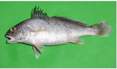 Gambar 4.29  Morfologi umum ikan Gulamah/Tiga Waja (Sciaenidae) – ciri paling utama: sirip ekor 