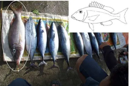 Gambar 4.24  Morfologi umum ikan Lencam (Lethrinidae) – menyebar dari Sungai, Estuari, Pantai 