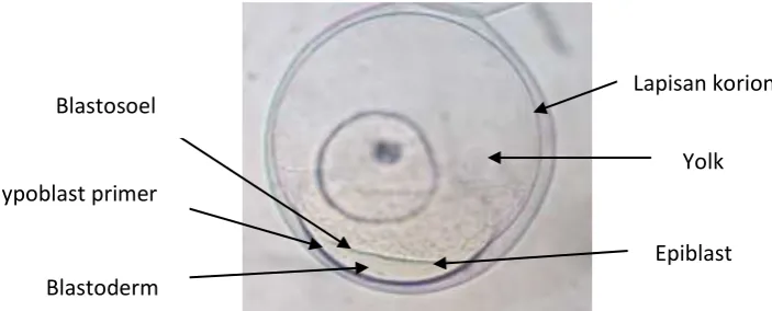 Gambar 7. Pembentukan blastodisk pada kutub anima
