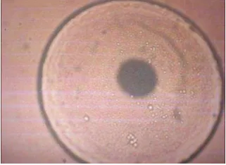 Gambar 1. Visualisasi embriogenesis 