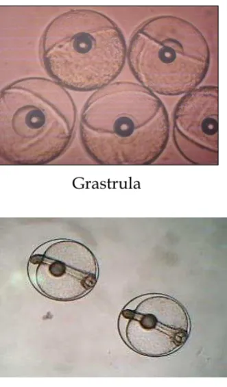 Gambar 1 Lanjutan. Visualisasi embriogenesis 