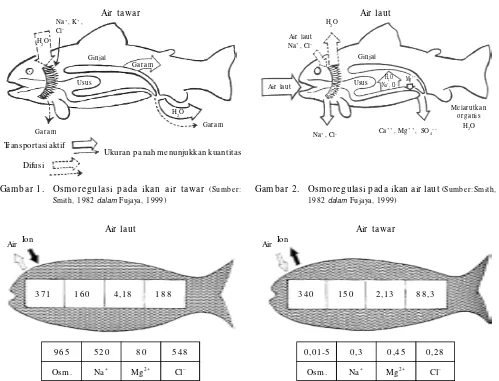 Gambar 1.Osmoregulasi pada ikan air tawar (Sumber: