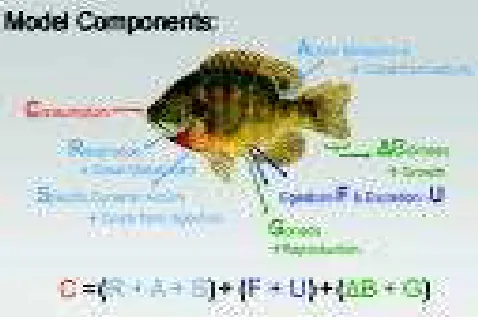 Gambar 4.Model bioenerget ika pada ikan (Sumbe r:Wikipedia, 2009)