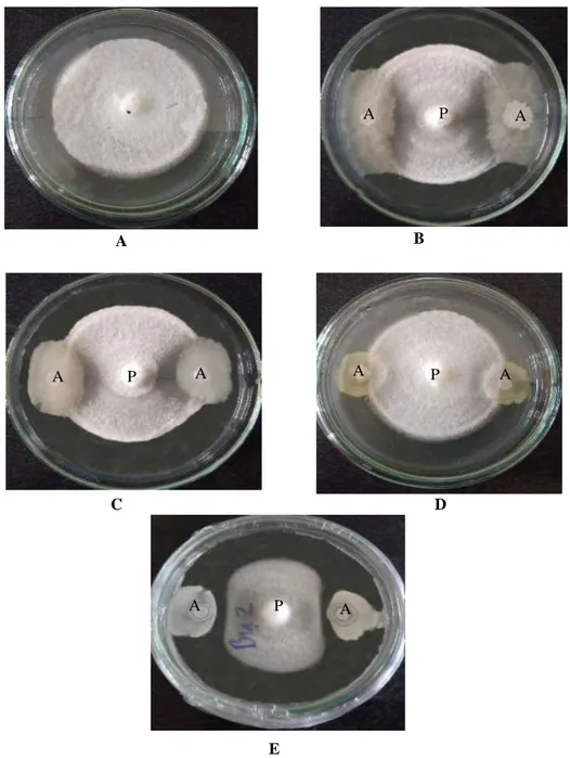 Gambar  2.Hasil  uji  antagonis  bakteri  anggota  spesies  Bacillus  spp.  terhadap  jamur  anggota spesies Fusarium sp JDF